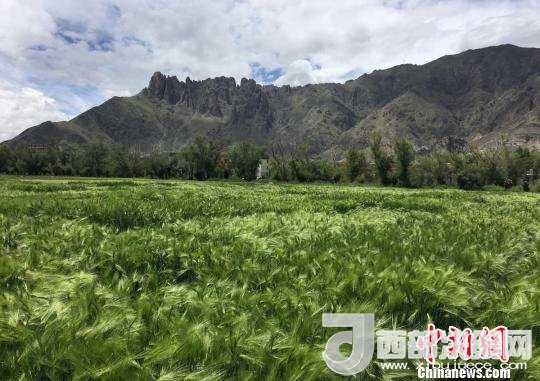 2017年西藏青稞總產(chǎn)量達(dá)到79萬噸，占糧食總產(chǎn)量的77%。圖為西藏青稞?！⊥跤窳?攝