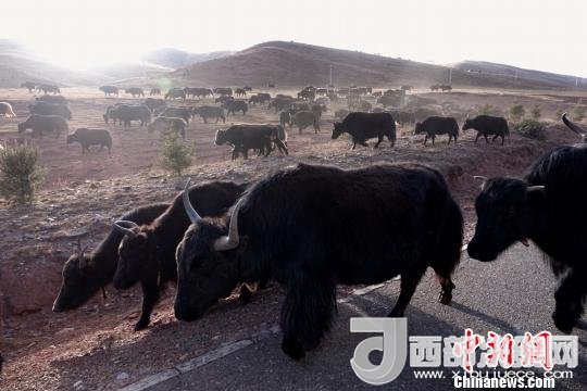 西藏每年存欄約420萬頭牦牛，牦牛產(chǎn)業(yè)發(fā)展是推動西藏畜牧業(yè)可持續(xù)發(fā)展和農(nóng)牧民脫貧致富的重要產(chǎn)業(yè)。圖為西藏牦牛?！O翔 攝