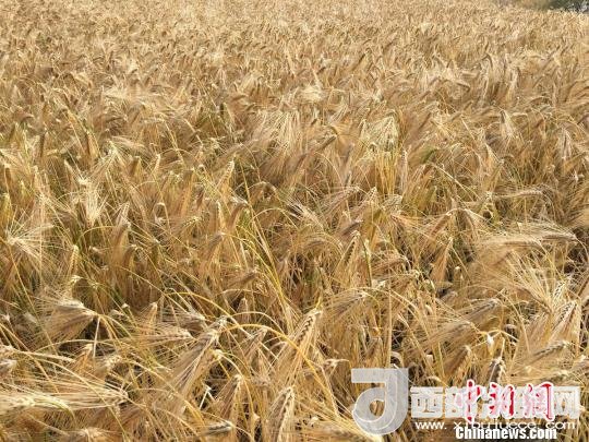 2017年西藏青稞種植面積達(dá)210多萬畝，占糧食播種面積的75%。圖為成熟期的青稞?！⊥跤窳?攝
