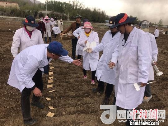 圖為研究員實地調(diào)研青稞生長土壤?！⊥跤窳?攝