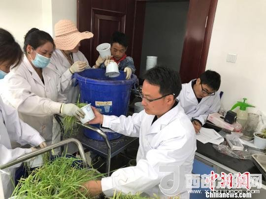 圖為研究員正在調(diào)查青稞感染白粉病情況?！⊥跤窳?攝