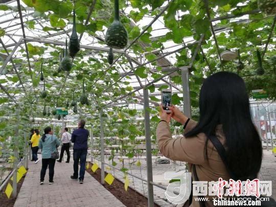 山西省郵政管理局積極推動(dòng)“一市一品”農(nóng)特產(chǎn)品進(jìn)城項(xiàng)目。 資料圖 楊杰英 攝