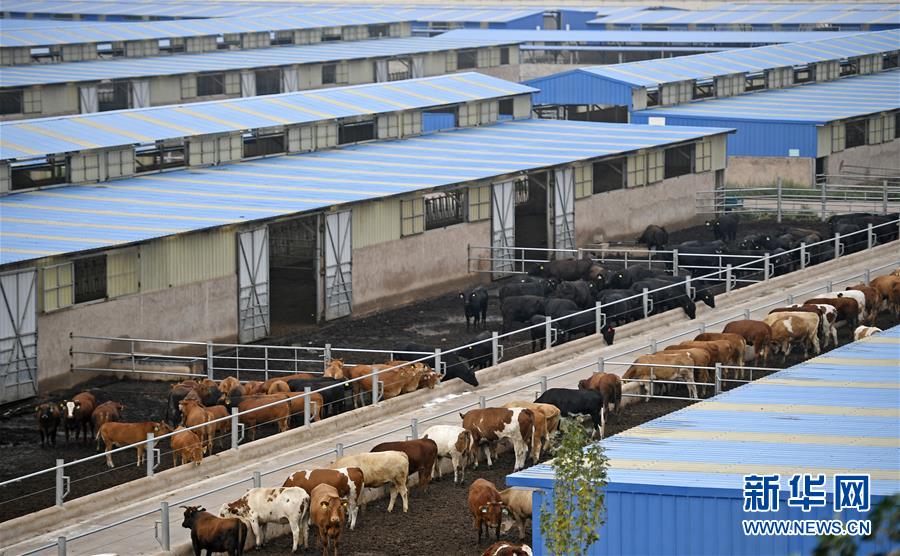 （壯麗70年·奮斗新時代——共和國發(fā)展成就巡禮·圖文互動）（11）生態(tài)美、百姓富——品讀嶄新“寧夏畫卷”