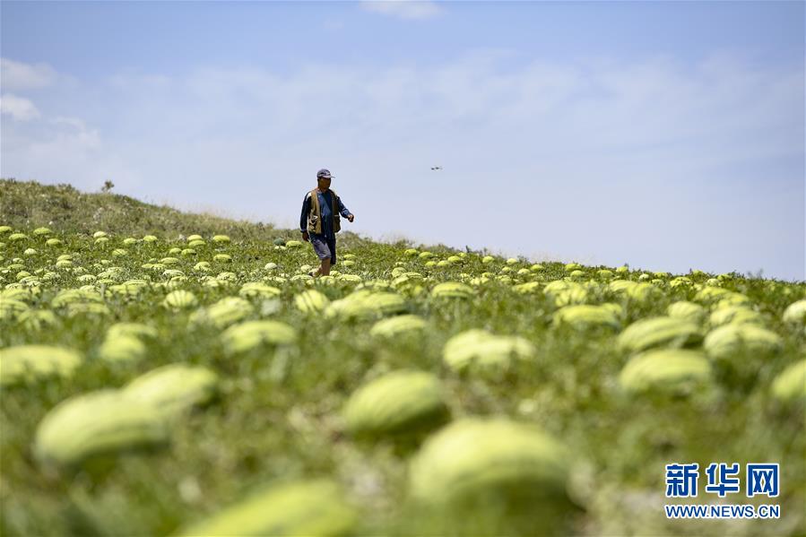 （壯麗70年·奮斗新時代——共和國發(fā)展成就巡禮·圖文互動）（4）生態(tài)美、百姓富——品讀嶄新“寧夏畫卷”