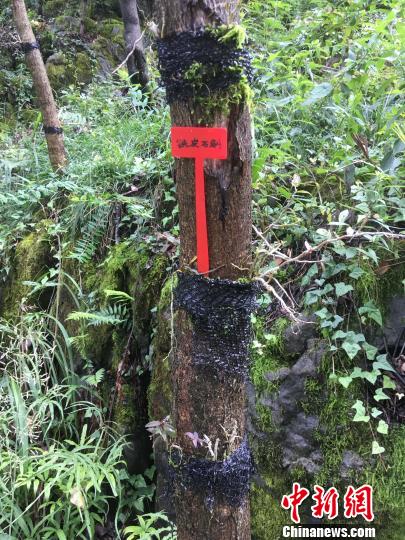 貴州同威生物科技有限公司鐵皮石斛種植?！≈軏?攝