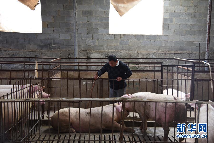 (新華全媒頭條·圖文互動(dòng))(4)刺梨花開滿山紅——記在貴州脫貧攻堅(jiān)一線奮斗的殘疾人