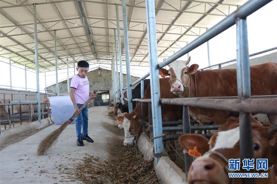 (新華全媒頭條·圖文互動(dòng))(7)刺梨花開滿山紅——記在貴州脫貧攻堅(jiān)一線奮斗的殘疾人