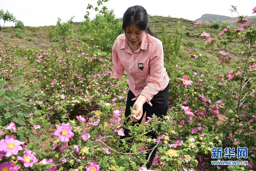 (新華全媒頭條·圖文互動(dòng))(11)刺梨花開滿山紅——記在貴州脫貧攻堅(jiān)一線奮斗的殘疾人