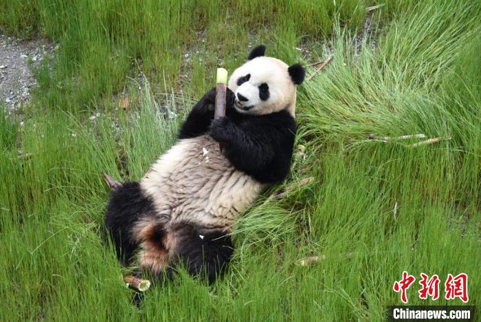 九寨溝熊貓園里的大熊貓。　九寨溝縣委宣傳部提供 攝