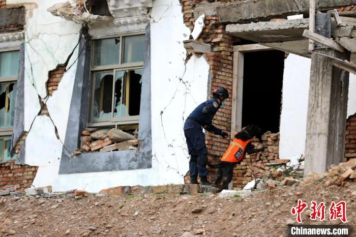 圖為搜救犬進(jìn)行模擬搜救。青海省應(yīng)急廳