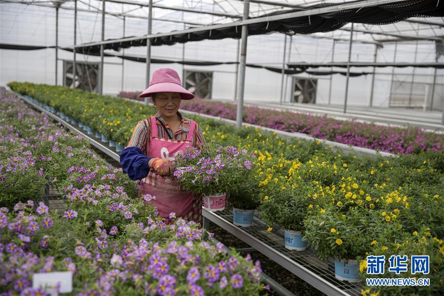 (新華全媒頭條·走向我們的小康生活·圖文互動)(8)綠染云嶺小康路——生態(tài)文明建設的云南實踐