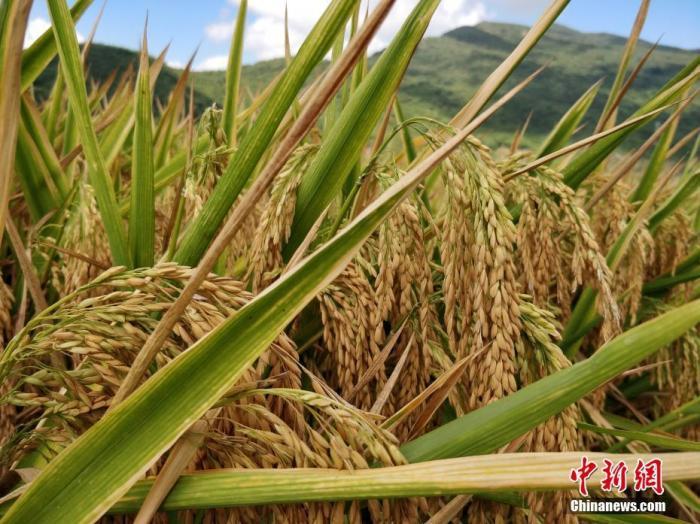 水稻資料圖。<a target='_blank'  data-cke-saved- >中新社</a>記者 王曉斌 攝