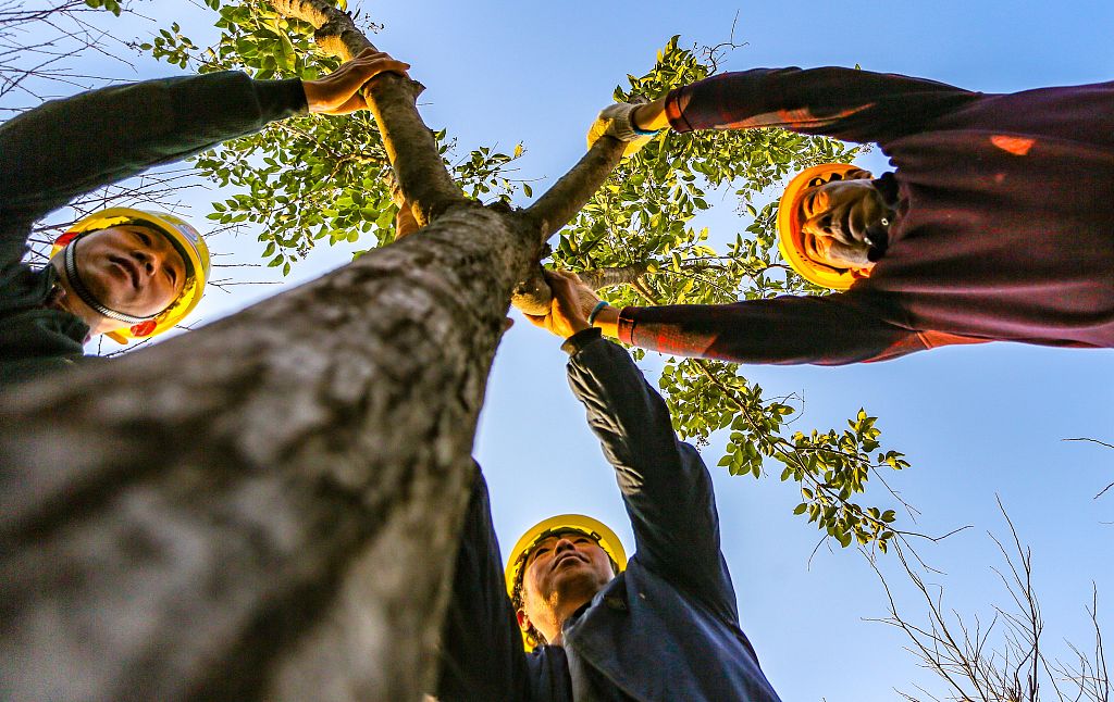 2021年11月26日，河北邯鄲，園林工人正在城東植樹。