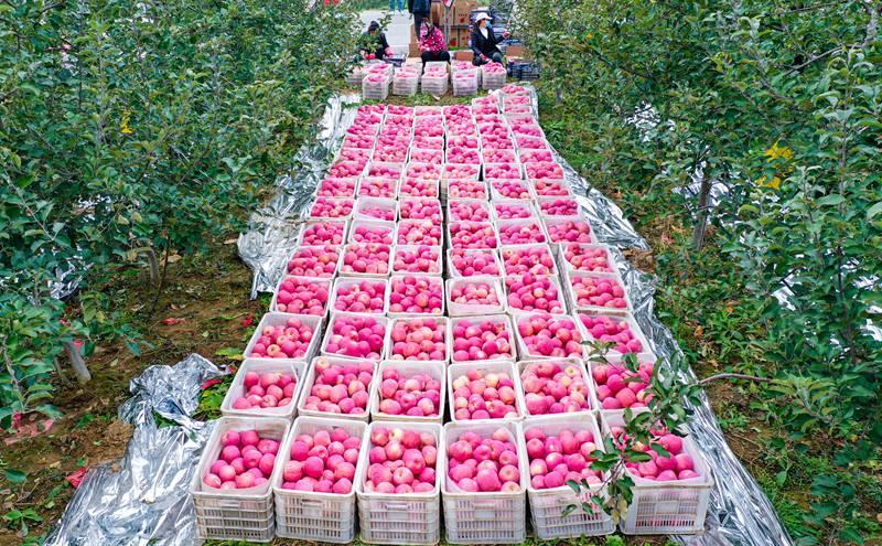 洛川縣永鄉(xiāng)鎮(zhèn)阿寺村果農(nóng)在分揀蘋(píng)果。王警攝