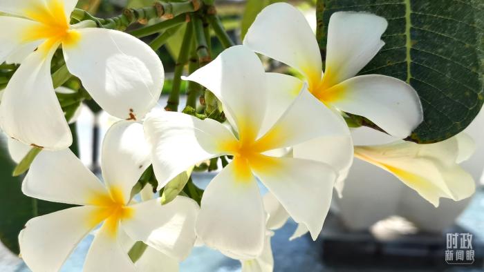 △會議樓門口正在綻放的雞蛋花，花語是孕育希望。(總臺央視記者韓銳拍攝)