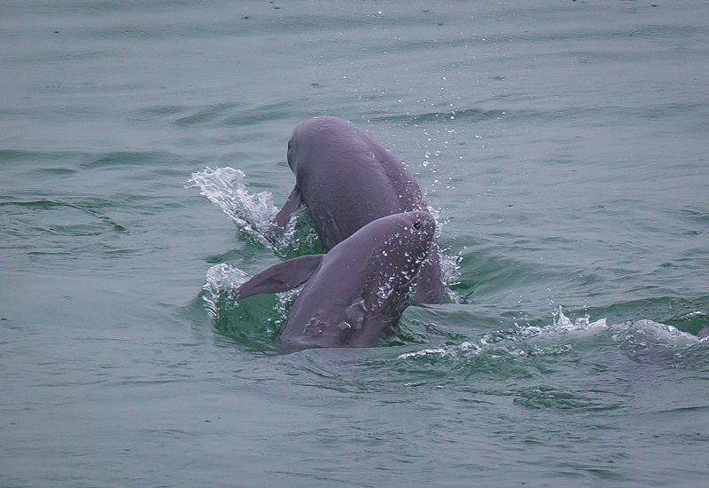 2021年5月10日，在湖北省宜昌市江邊，長江江豚在水中嬉戲。