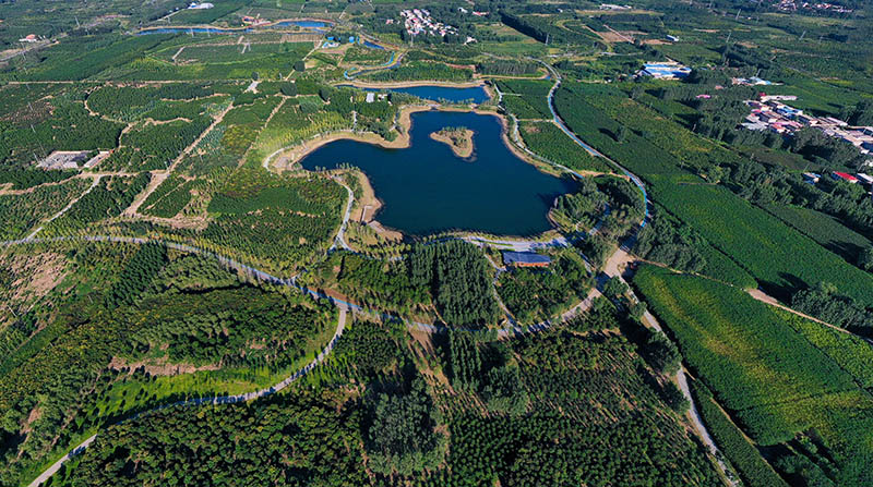 這是2022年9月6日拍攝的雄安新區(qū)千年秀林。